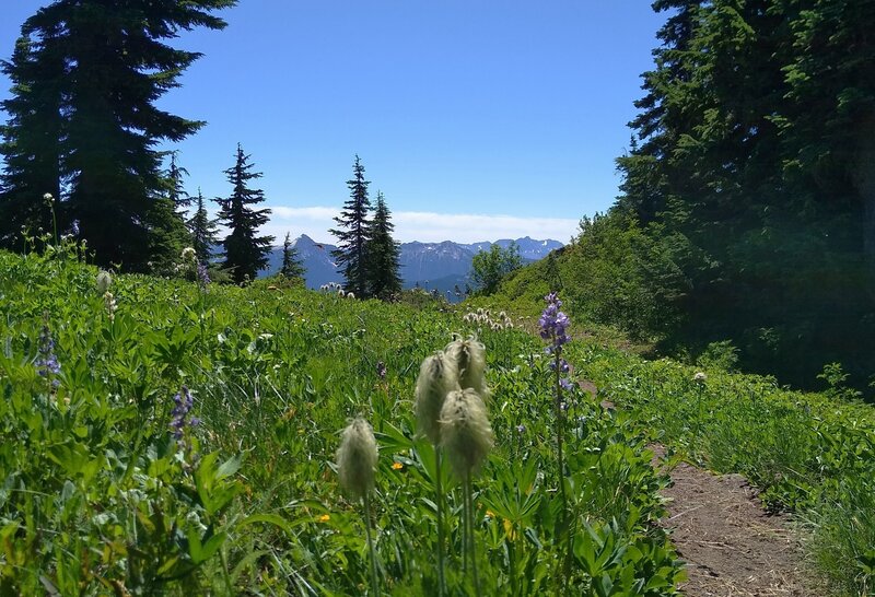 Pretty wildflowers - white pasque flower seed heads and purple lupine, high on Wenatchee Ridge Trail.