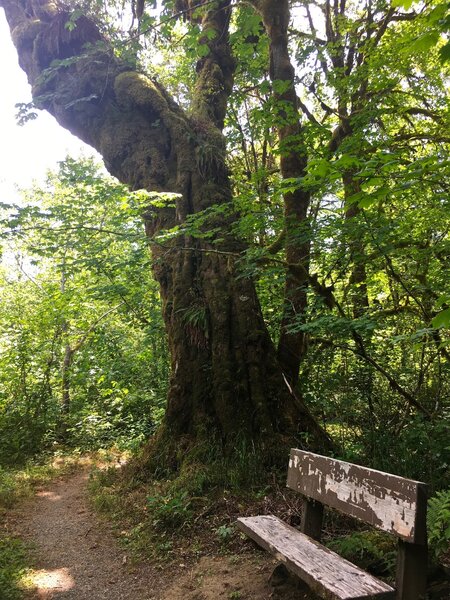 Bigleaf maples clad thickly in moss support their own little ecosystems of ferns, lichens, birds, bats, and insects.