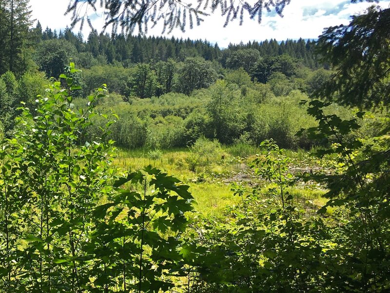 The pond is undergoing succession as vegetation fills it in and trees encroach.