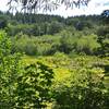 The pond is undergoing succession as vegetation fills it in and trees encroach.