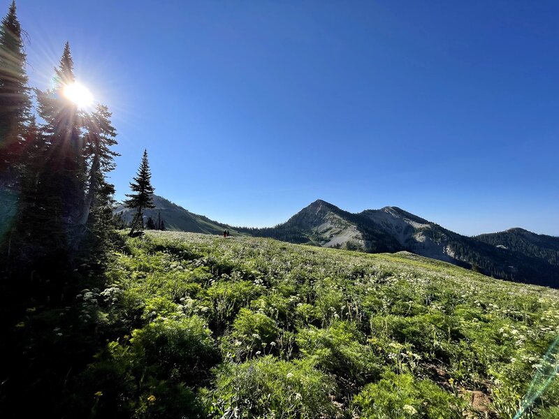 Mt. Baird in the distance with a meadow of wildflowers in the foreground.