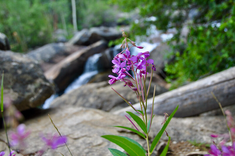 Wildflowers on Popo Agie Falls trail