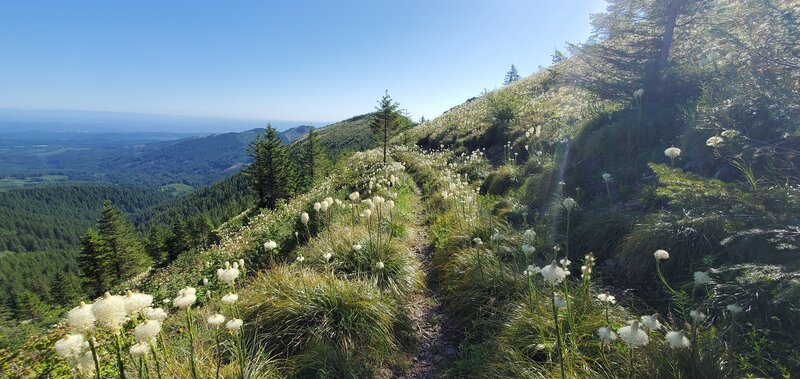 Sea of bear grass and endless views on the trail.