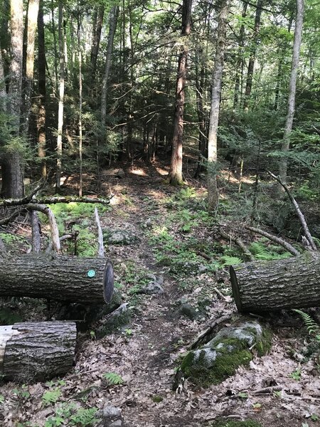 Intersection at the East Foss Farm Blue Trail.