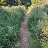 "The Meadow" portion of the Pino Trail. Very pretty!