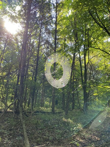 Spider web on the trail.