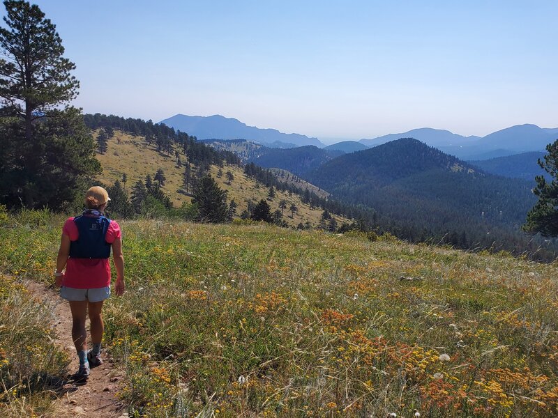 Late season wildflowers, looking south towards Eldo Canyon.