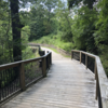 Wooden walkway.