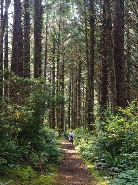 Hiking under a canopy of Sitka spruce.