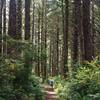 Hiking under a canopy of Sitka spruce.