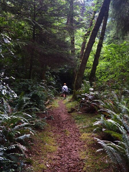 The trail becomes obvious 50 feet in from the highway.