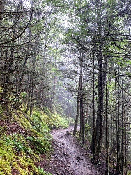 Charles Bunion Trail - even pretty to hike during rain.