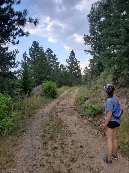 Two-track soon narrows down to overgrown path.