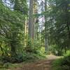 Approaching cutoff trail junction on Buck Mountain Loop.