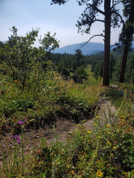 Some late season wildflowers along the trail, looking south.