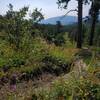 Some late season wildflowers along the trail, looking south.