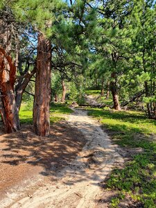 Pretty section of trail through less dense pine forest.