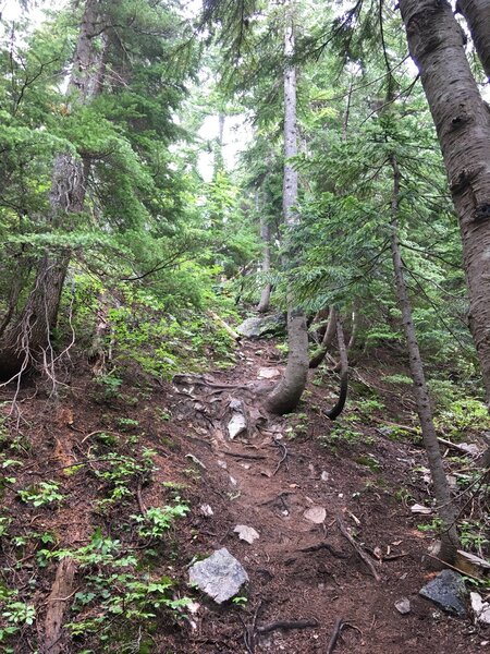 Steep and slippery in the forest.