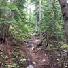 Steep and slippery in the forest.