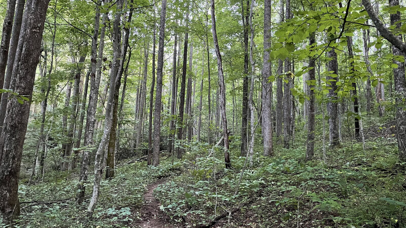 Tall forest in mid-summer, looking uphill on Thunderhole.