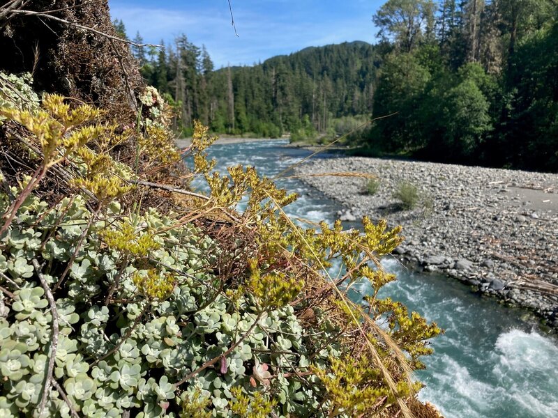 Some Sedum's and the Elwha in the background.