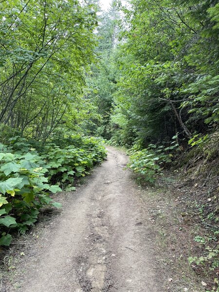 Heading up from Canfield Gulch.