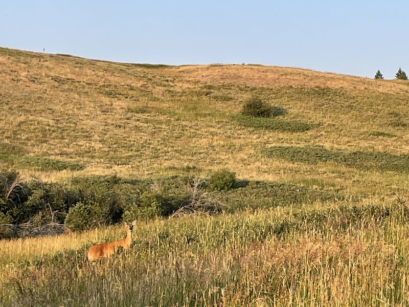 Deer near Painted Hills Trail