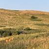 Deer near Painted Hills Trail