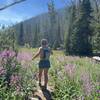 Fireweed popping off in Corbly Gulch