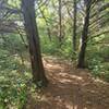 Needle covered path between two asymmetrical pine trees.