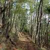 The ditch trail (with the ditch itself filled in) as it goes around the ridge above Panther Gulch