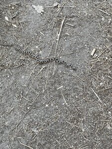 Small snake along the trail.
