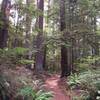 The well-maintained trail winds through somewhat open forest.