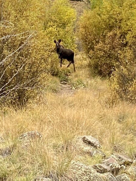 Cow moose on the trail. She was not alone…