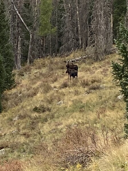 Cow & calf moose above the trail after we hiked into them down by the creek.