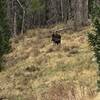 Cow & calf moose above the trail after we hiked into them down by the creek.