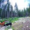 Our dogs at the creek crossing.