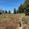 Skyline Trail & some happy pups.