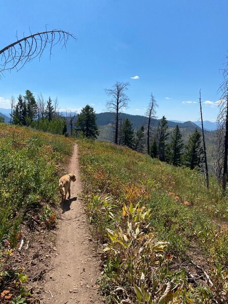 Trail pup on Skyline Trail.