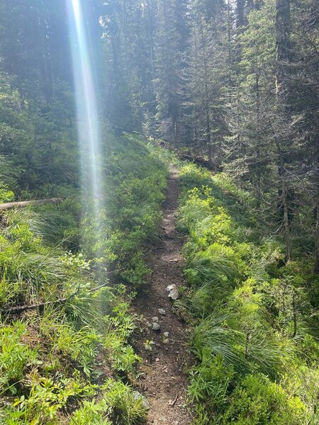 Sheep Mountain Singletrack.