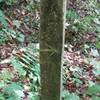 Campsite 31 marker at the end of Porters Creek Trail.