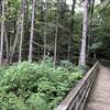 Wood boardwalk with educational signs.