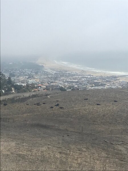 View from the top elevation of Lone Oak trail, looking across the cows and fields down to Pismo Beach in the distance.