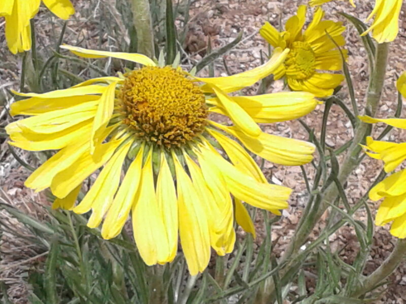 Numerous wildflowers depending on season and moisture level.