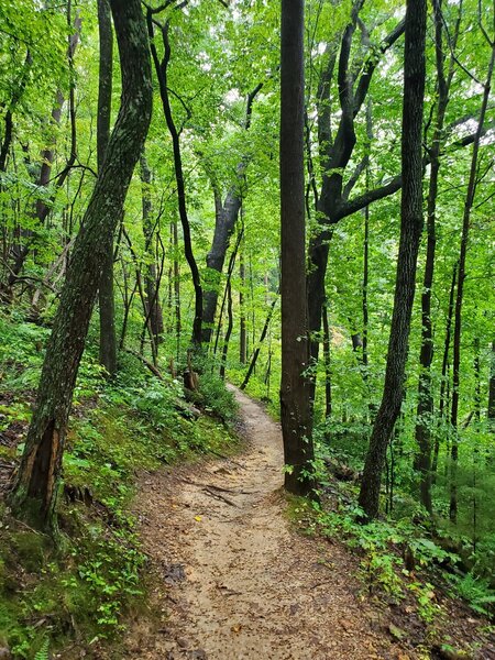 Beginning of the Blue Loop trail. The ground is hard-packed clay and rocks most of the way.