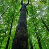 Lots of large tulip poplar trees along this trail.