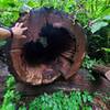 A large fallen tulip poplar tree.