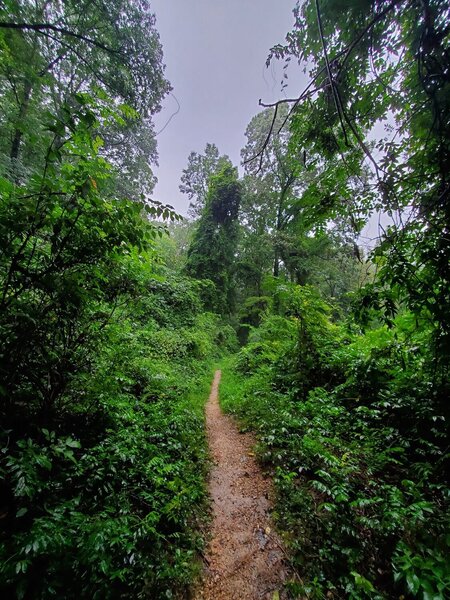 Just a cool looking part of the trail on a rainy day.