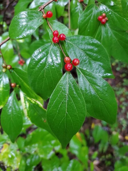 This invasive plant is Amur Honeysuckle. It produces leaves earlier and drops them later, which prevents sunlight from reaching native plants, and it's also allelopathic (produces biochemicals that prevent other plans from growing nearby).