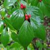 This invasive plant is Amur Honeysuckle. It produces leaves earlier and drops them later, which prevents sunlight from reaching native plants, and it's also allelopathic (produces biochemicals that prevent other plans from growing nearby).